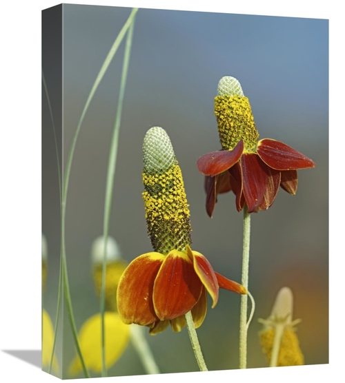 Global Gallery GCS-452234-1216-142 12 x 16 in. Mexican Hat Flowers in 