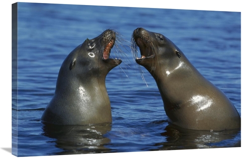 Global Gallery GCS-451760-2436-142 24 x 36 in. Galapagos Sea Lion Fema