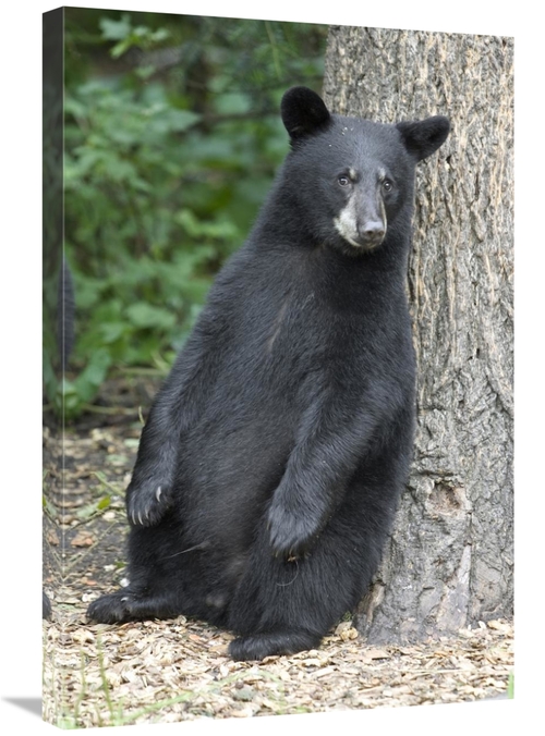 Global Gallery GCS-395416-2030-142 20 x 30 in. Black Bear Cub Leaning 