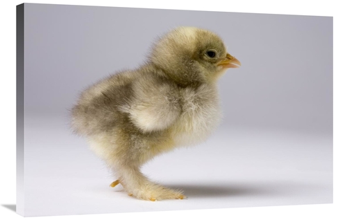 Global Gallery GCS-395715-2436-142 24 x 36 in. Domestic Chicken, B