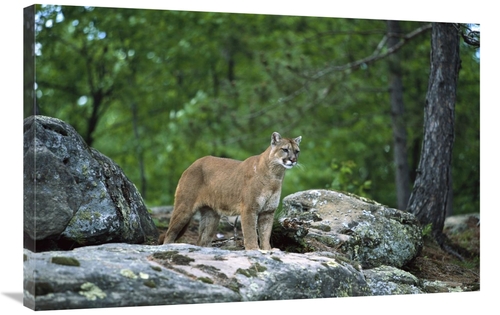 Global Gallery GCS-452560-2436-142 24 x 36 in. Mountain Lion Adult&#44