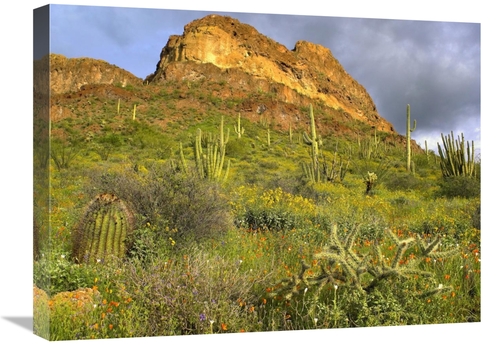 Global Gallery GCS-396966-1824-142 18 x 24 in. Organ Pipe Cactus Organ