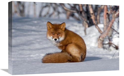 Global Gallery GCS-397431-1624-142 16 x 24 in. Red Fox Sitting on Snow