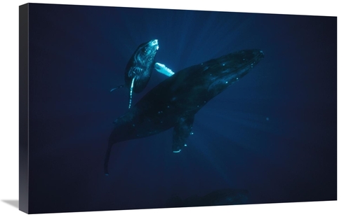 Global Gallery GCS-450588-2030-142 20 x 30 in. Humpback Whale Mother &