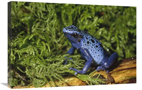 Global Gallery GCS-452734-2030-142 20 x 30 in. Blue Poison Dart Frog&#