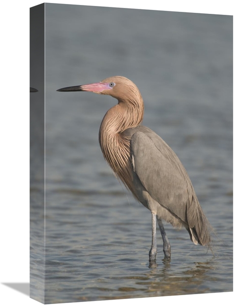 Global Gallery GCS-397308-1218-142 12 x 18 in. Reddish Egret, Fort