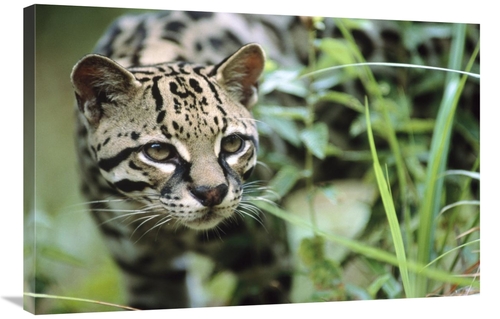 Global Gallery GCS-396129-2436-142 24 x 36 in. Ocelot Portrait, Be