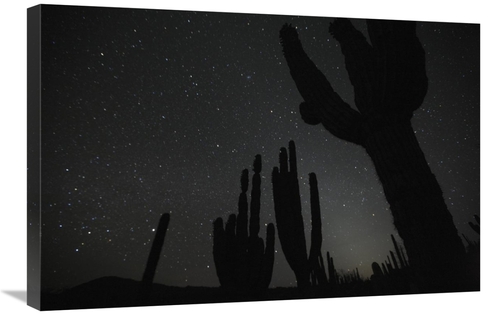 Global Gallery GCS-398113-2030-142 20 x 30 in. Cardon Cacti by Night w