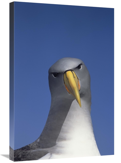 Global Gallery GCS-451777-2030-142 20 x 30 in. Chatham Albatross Portr