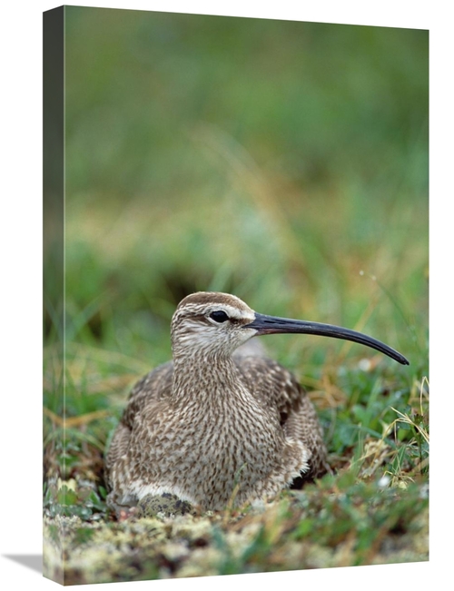 Global Gallery GCS-451909-1624-142 16 x 24 in. Whimbrel Nesting on Tun