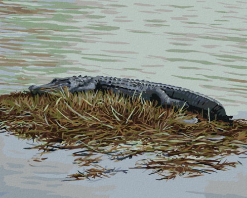 Zuty - Paint by Numbers – ALLIGATOR LYING ON GRASS IN WATER (D.