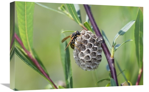 Global Gallery GCS-398484-1624-142 16 x 24 in. Wasp Constructing Nest&