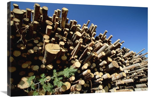 24 x 36 in. Pile of Harvested Pine Logs Dry Before Being Milled, S