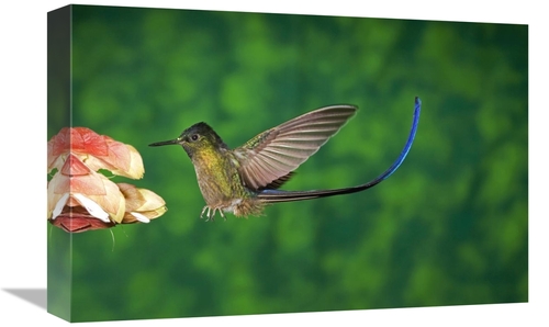 Global Gallery GCS-398307-1218-142 12 x 18 in. Violet-Tailed Sylph Hum