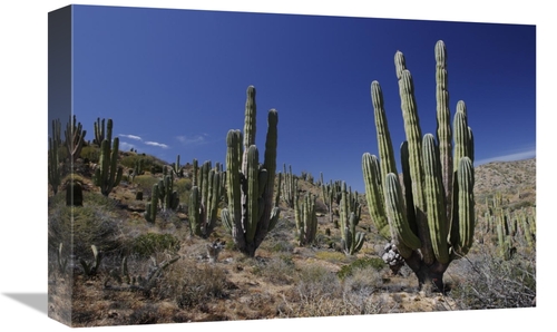 Global Gallery GCS-397726-1218-142 12 x 18 in. Cardon Cacti in Desert 