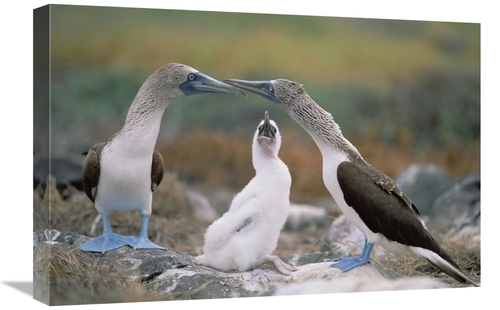 Global Gallery GCS-451250-1624-142 16 x 24 in. Blue-Footed Booby Famil