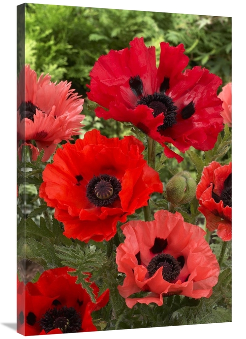 Global Gallery GCS-398335-2436-142 24 x 36 in. Oriental Poppy Flowers 