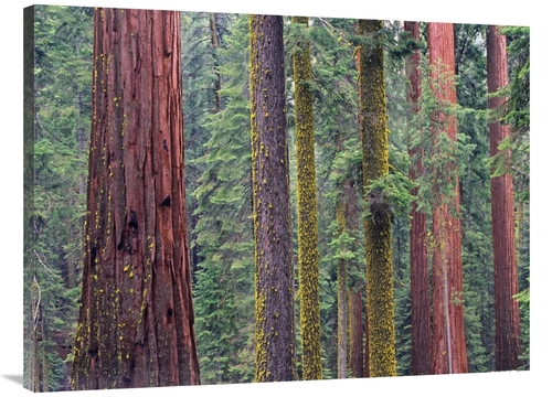 Global Gallery GCS-452267-3040-142 30 x 40 in. Coast Redwood Trees&#44