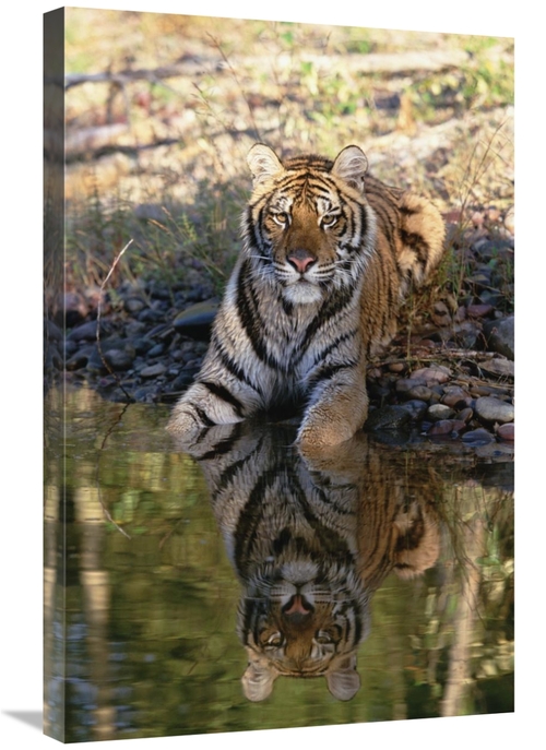 Global Gallery GCS-451985-2030-142 20 x 30 in. Siberian Tiger Resting 