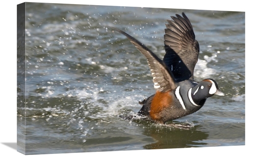 Global Gallery GCS-397388-1624-142 16 x 24 in. Harlequin Duck Male Tak