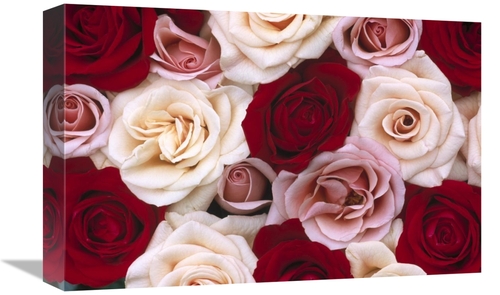 Global Gallery GCS-398295-1218-142 12 x 18 in. Rose Flowers, Close