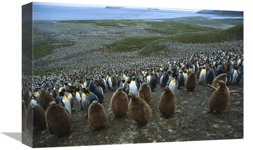 Global Gallery GCS-453389-1218-142 12 x 18 in. King Penguin Colony&#44
