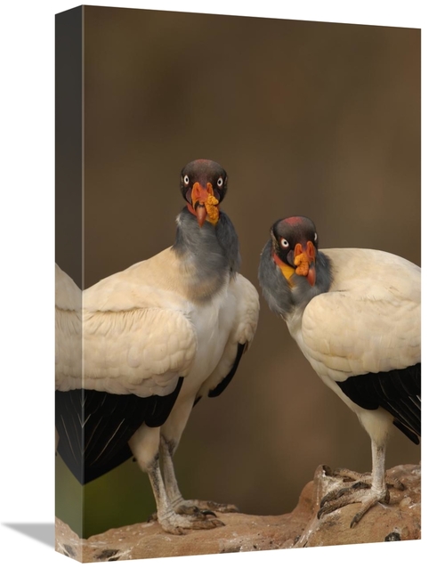 Global Gallery GCS-453154-1218-142 12 x 18 in. King Vulture Pair Perch