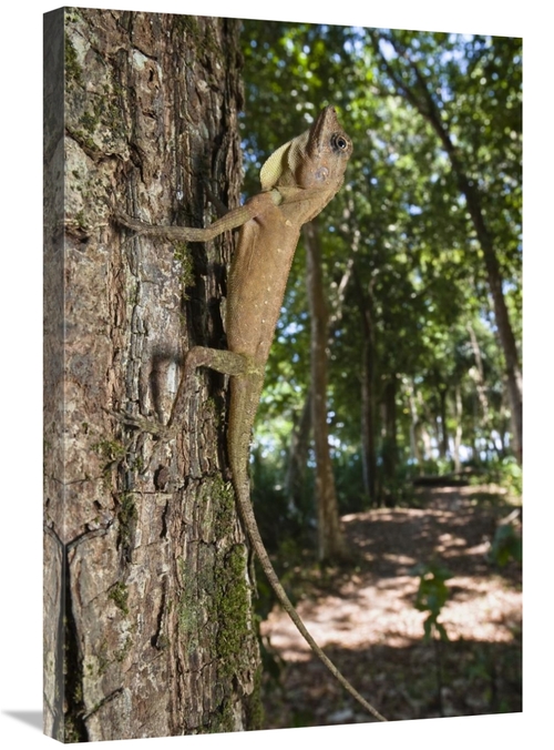 Global Gallery GCS-453650-2030-142 20 x 30 in. Tree Dragon Young, 