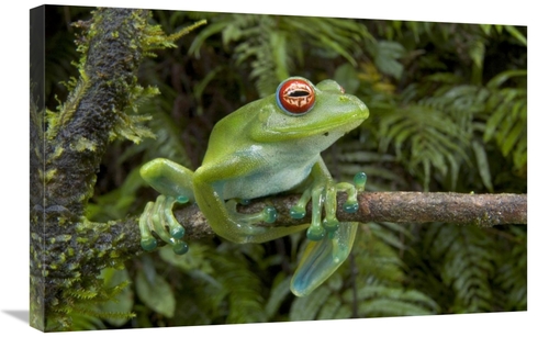 Global Gallery GCS-397831-2030-142 20 x 30 in. Malagasy Web-Footed Fro