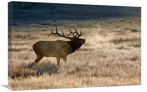 Global Gallery GCS-486470-30-142 30 in. Morning Chill Art Print - Vic 