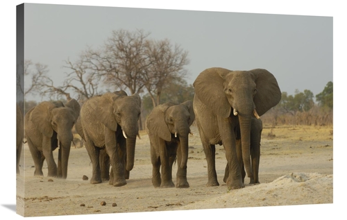 Global Gallery GCS-453268-2436-142 24 x 36 in. African Elephant Herd W