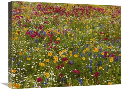 Global Gallery GCS-396084-1824-142 18 x 24 in. Drummonds Phlox Near We