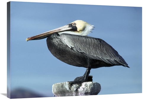 Global Gallery GCS-450708-36-142 36 in. Brown Pelican Profile, Per