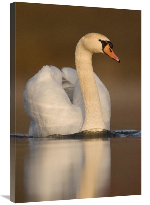 Global Gallery GCS-397381-2436-142 24 x 36 in. Mute Swan Swimming,