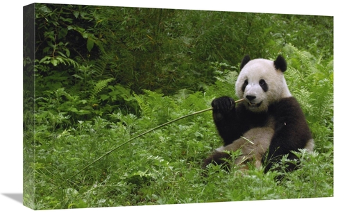 Global Gallery GCS-397884-1624-142 16 x 24 in. Giant Panda Sitting in 