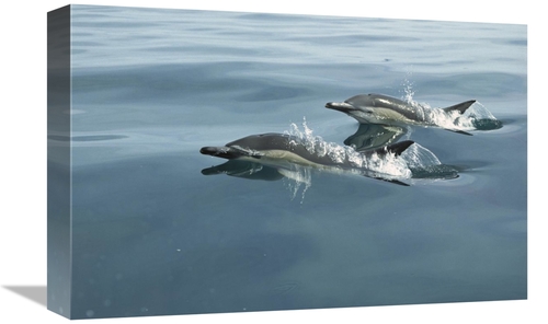 Global Gallery GCS-453443-1218-142 12 x 18 in. Common Dolphin Pair Sur