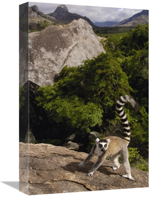 Global Gallery GCS-453238-1218-142 12 x 18 in. Ring-Tailed Lemur, 