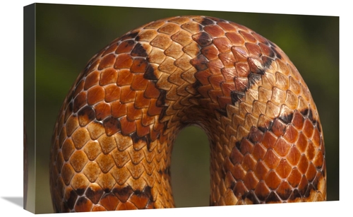 Global Gallery GCS-397935-1624-142 16 x 24 in. Cornsnake Scale Pattern