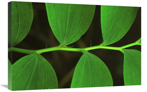 Global Gallery GCS-398244-2030-142 20 x 30 in. Eurasian Solomons Seal 