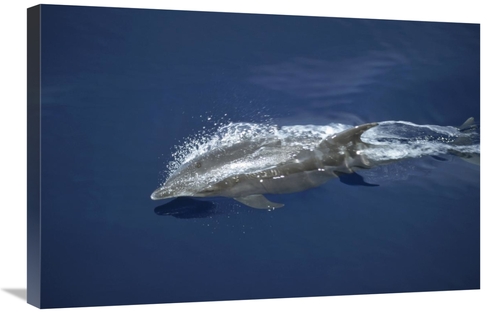 Global Gallery GCS-451197-2030-142 20 x 30 in. Bottlenose Dolphin Leap