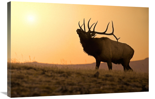 Global Gallery GCS-486442-36-142 36 in. Bull Elk at Sunset Art Print -