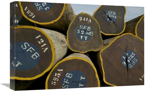 Global Gallery GCS-398076-1624-142 16 x 24 in. Legal Lumber From Congo