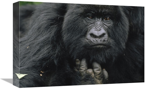 Global Gallery GCS-452775-1218-142 12 x 18 in. Mountain Gorilla Showin