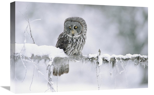 Global Gallery GCS-396893-1624-142 16 x 24 in. Great Gray Owl Perching