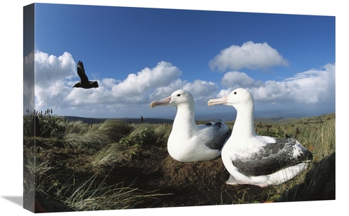 Global Gallery GCS-451606-1624-142 16 x 24 in. Southern Royal Albatros