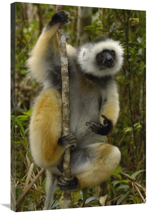 Global Gallery GCS-453034-2436-142 24 x 36 in. Diademed Sifaka, Ma
