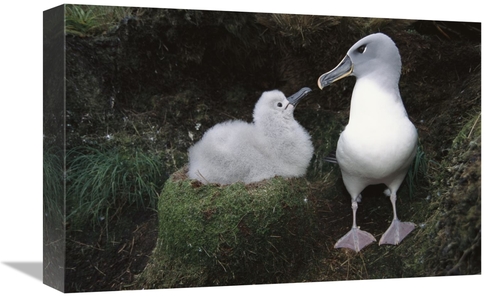 Global Gallery GCS-451616-1218-142 12 x 18 in. Grey-Headed Albatross P