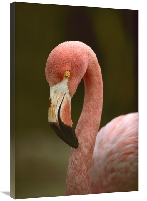 Global Gallery GCS-395974-2436-142 24 x 36 in. Greater Flamingo, C