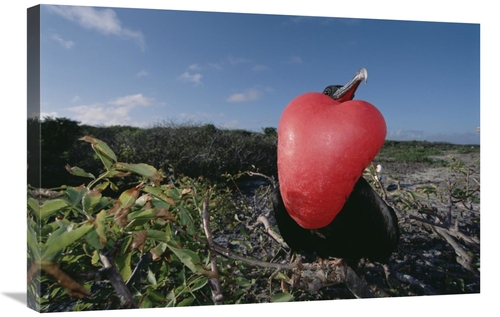 Global Gallery GCS-451510-2030-142 20 x 30 in. Great Frigatebird Male 