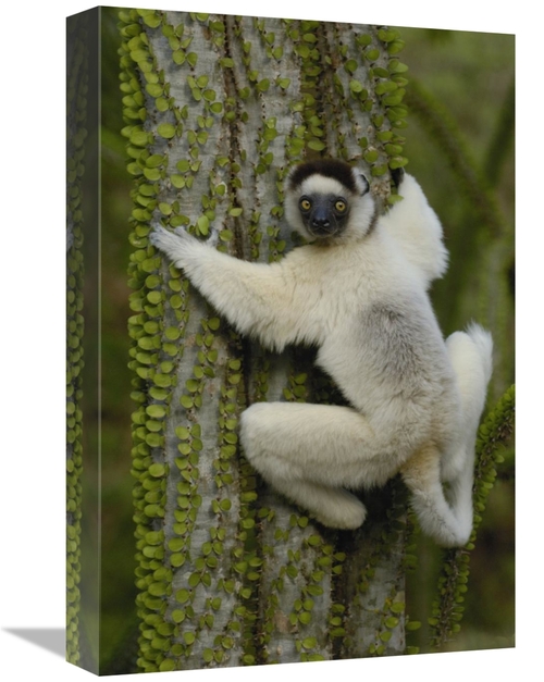 Global Gallery GCS-453037-1218-142 12 x 18 in. Verreauxs Sifaka Sittin